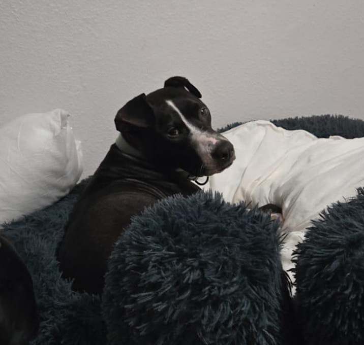 Photo of Shiloh