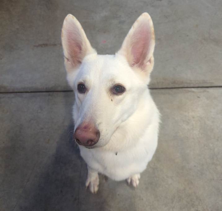 Photo of Okami