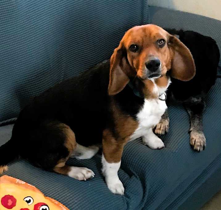 Photo of Dash