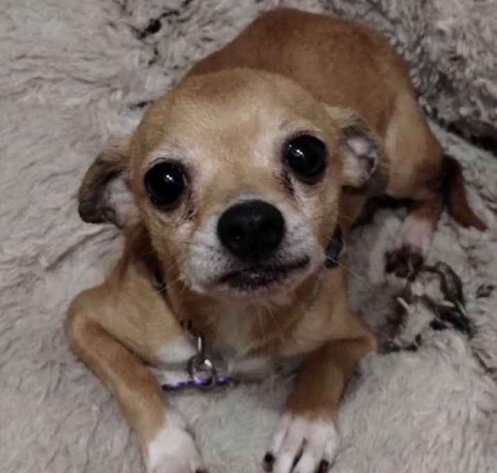 Photo of Magoo