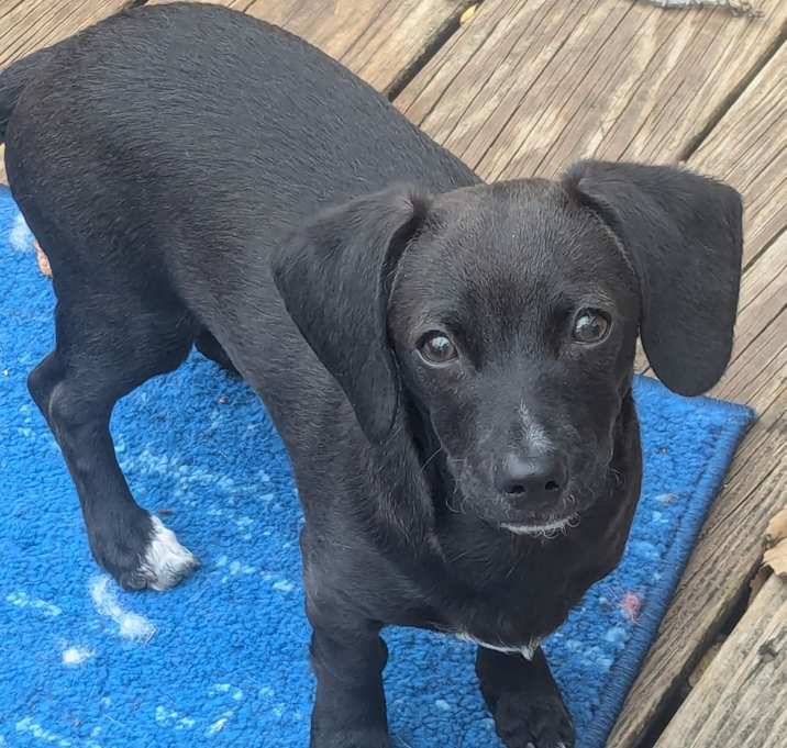 Photo of Xerxes