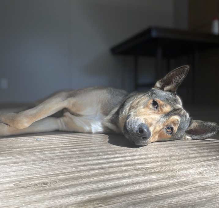 Photo of Bailey