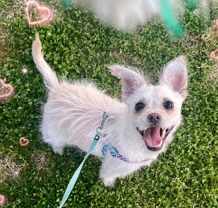 Photo of Cookie