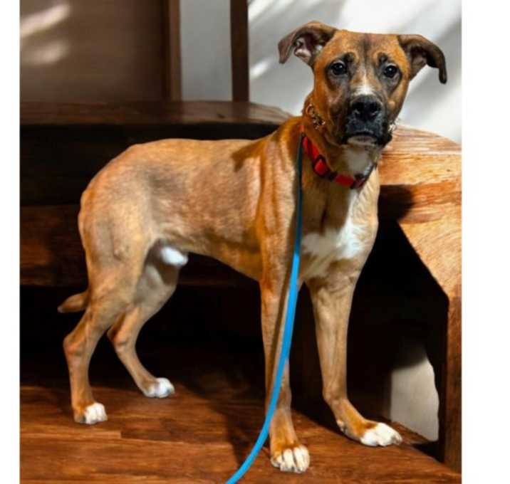 Photo of Copper
