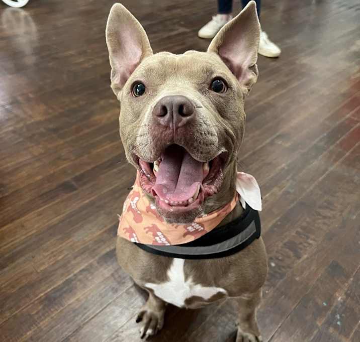 Photo of Stimpy