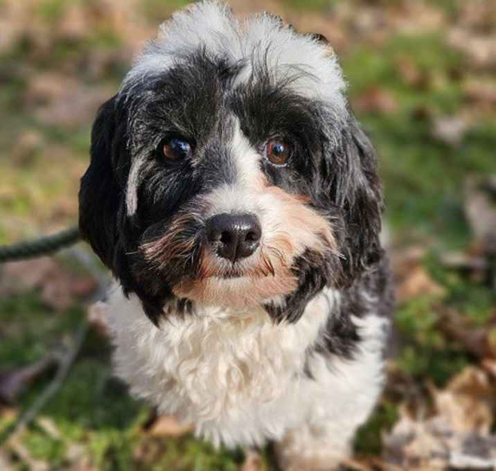 Photo of Belle
