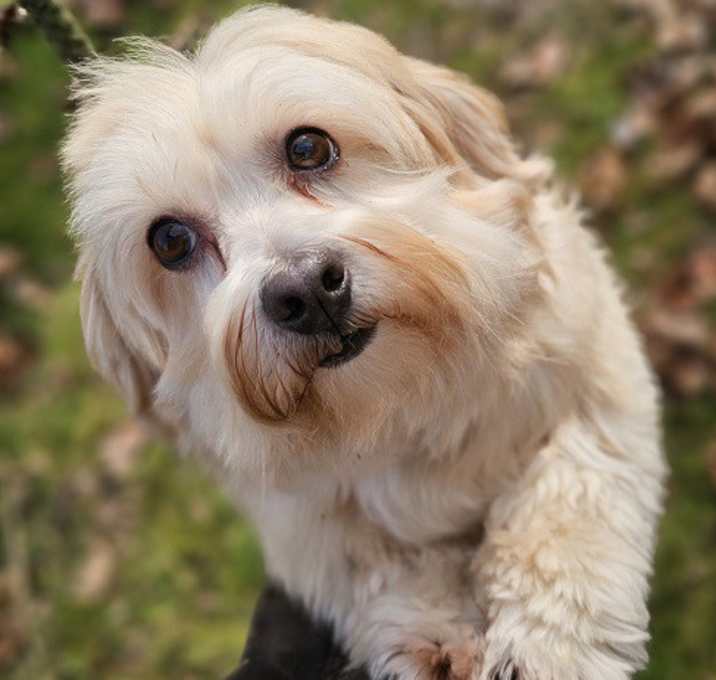 Photo of Rollo