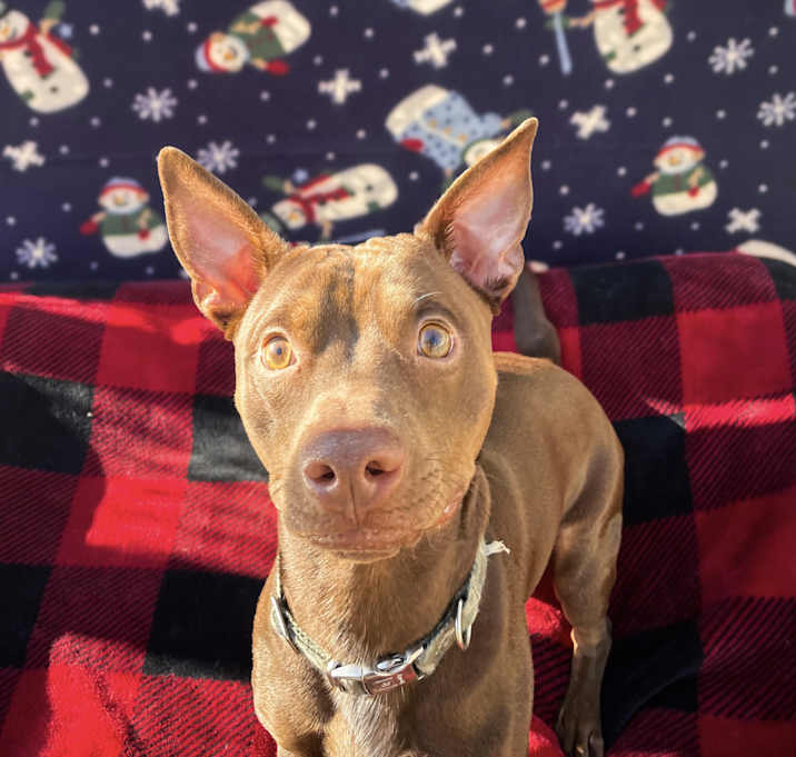 Photo of Peewee