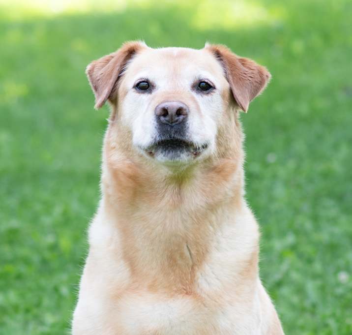 Photo of Boomer