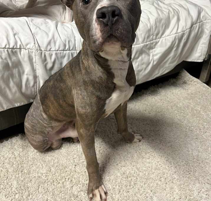 Photo of Grayson (Tripod)