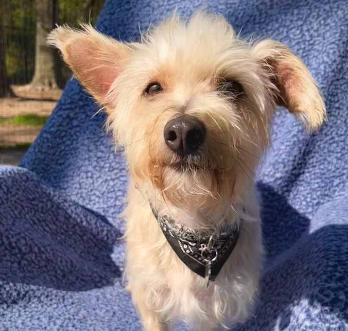 Photo of Rascal