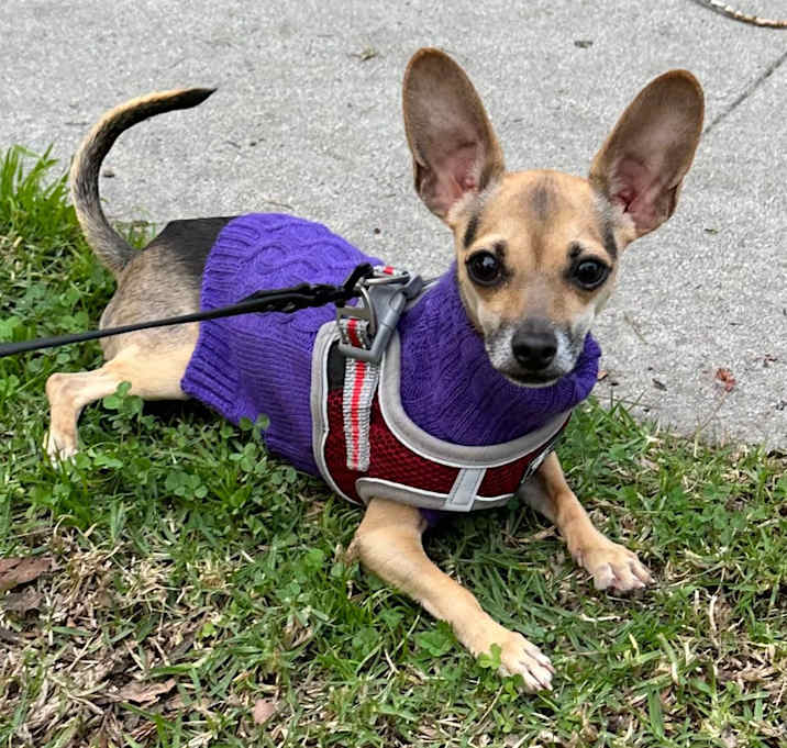 Photo of Taro