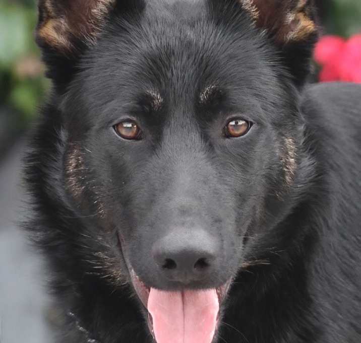 Photo of Onyx von Oelsnitz