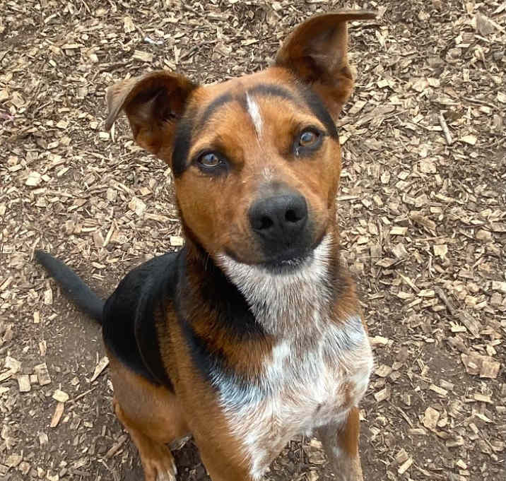 Photo of Snickers / AC 24095