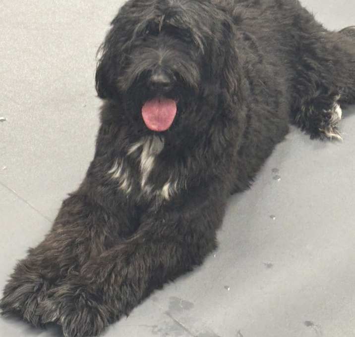 Photo of Stella