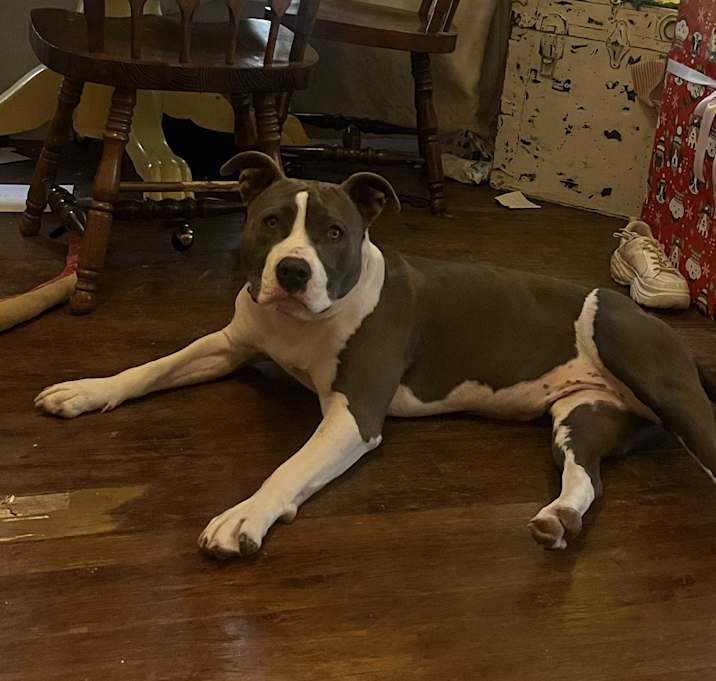 Photo of Tulip