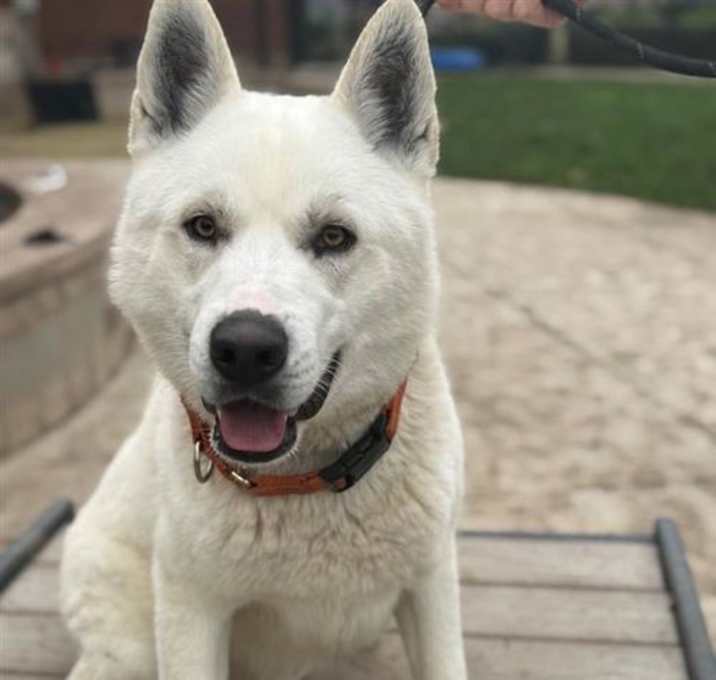 Photo of Loki