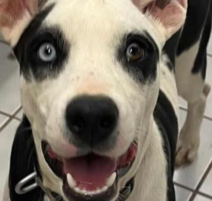 Photo of DAISY