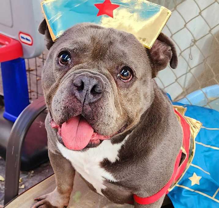Photo of Pebbles