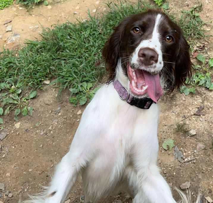 Photo of Bailey