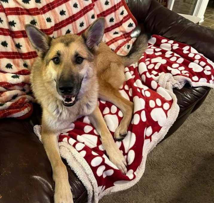 Photo of Simba