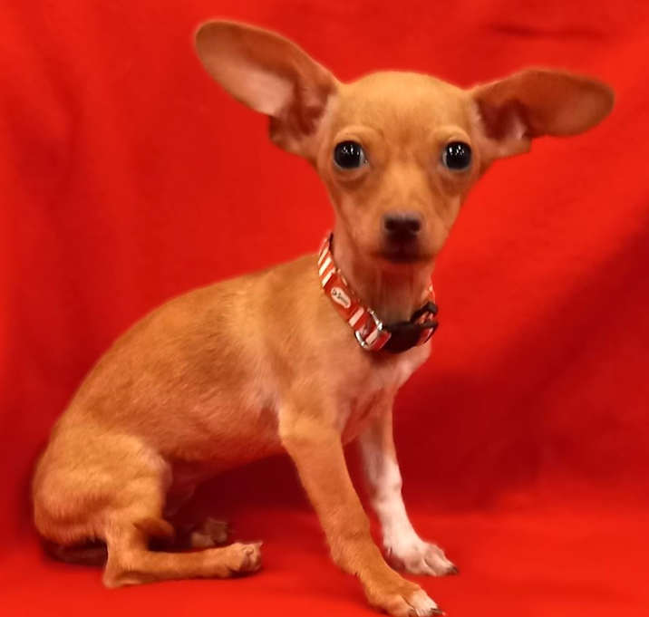 Photo of Johnnie-Adoption pending