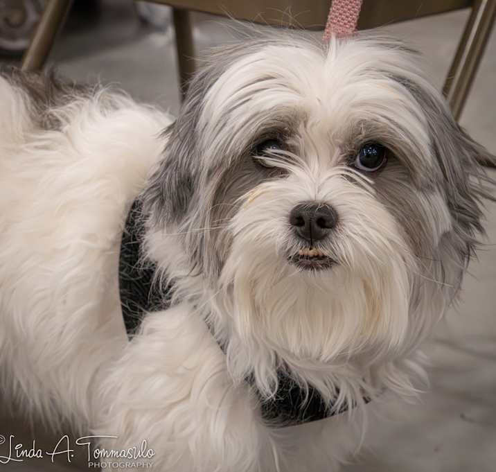 Photo of Princess