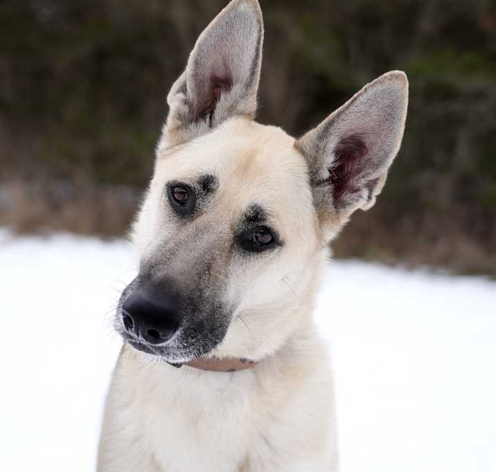 Photo of Harlow