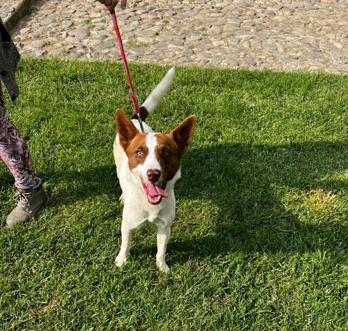 Photo of Bongo