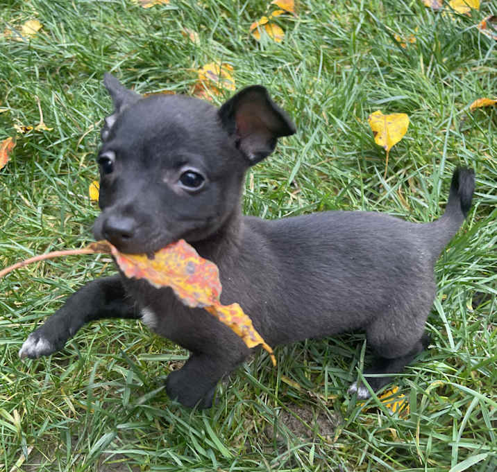 Photo of Pepper