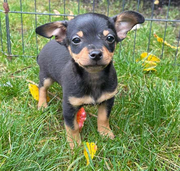 Photo of Biscuit