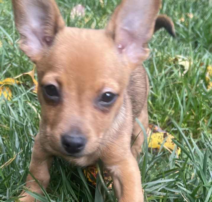 Photo of Cinnamon