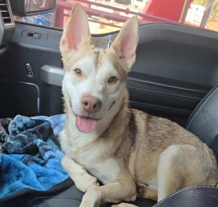 Photo of Bunny (TX)