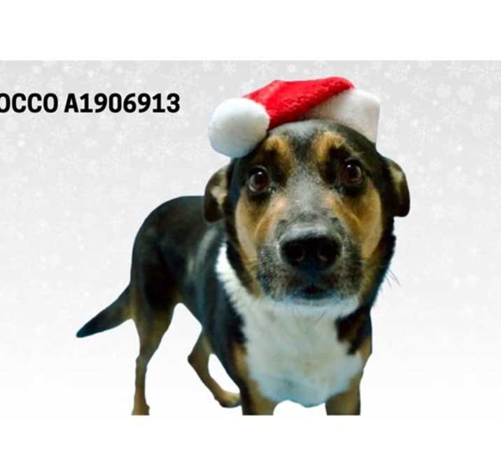 Photo of ROCCO