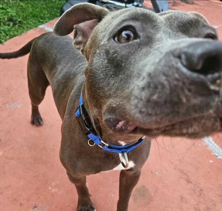 Photo of COWBOY/APOLLO