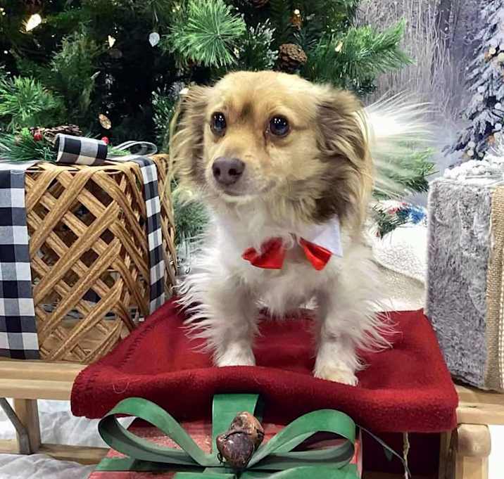 Photo of Bailey