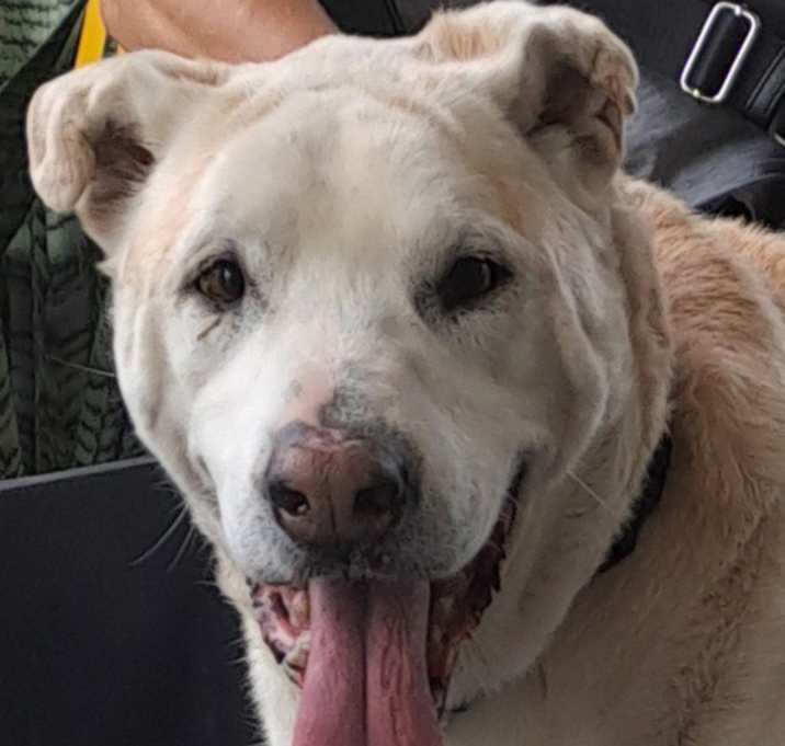 Photo of Bo