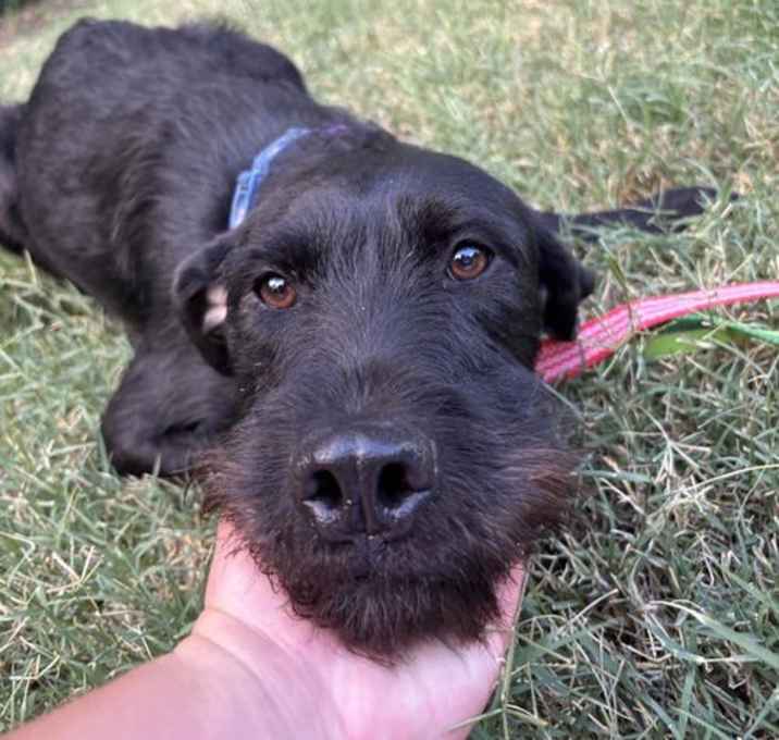 Photo of Freya