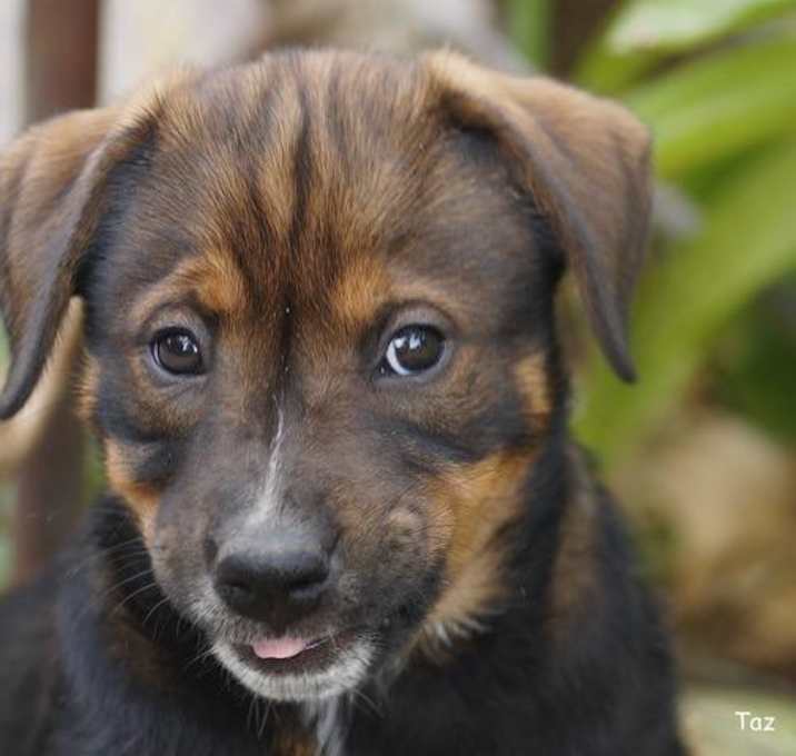Photo of 6 Pups Need Homes NOW!