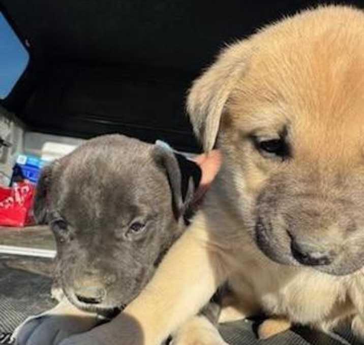 Photo of Two Pups in Need