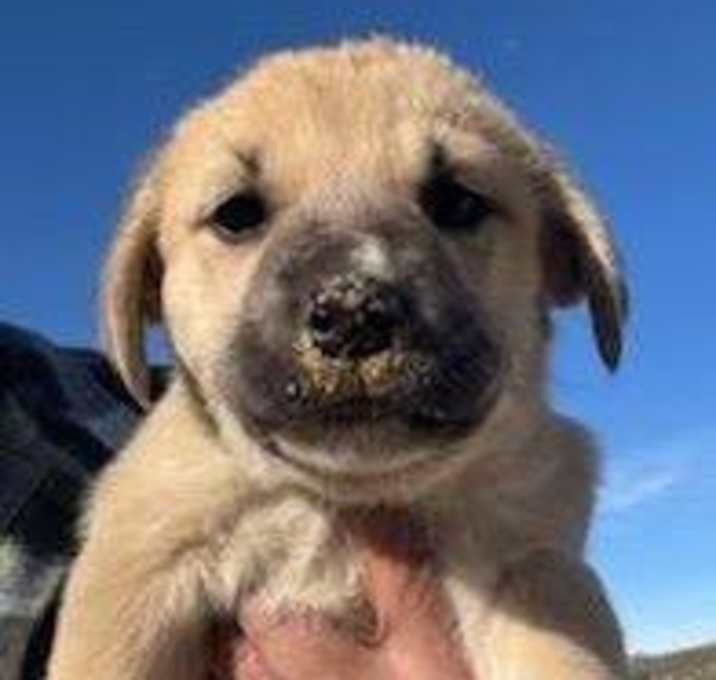 Photo of 3  Pups Need Home or Fosters