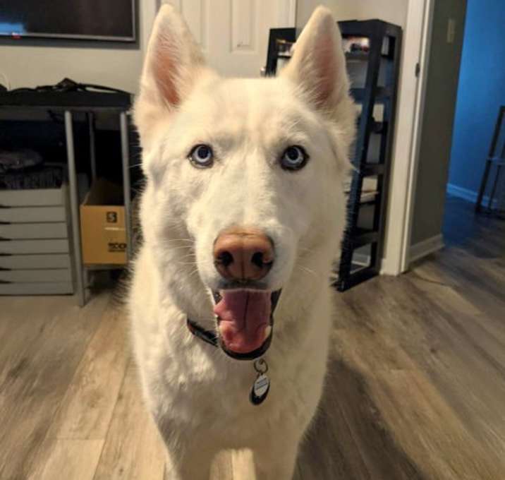 Photo of Juno