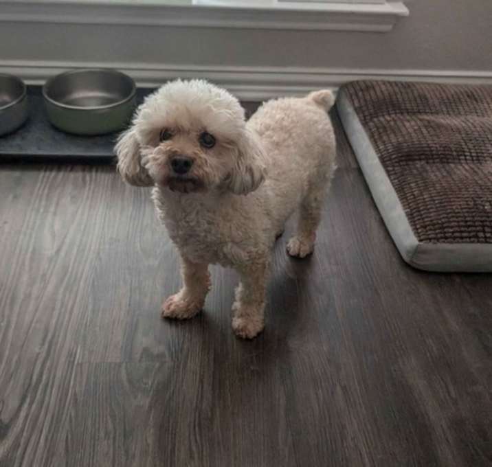 Photo of Bella