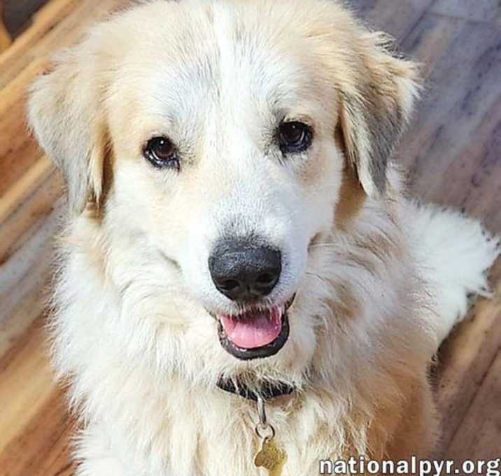 Photo of Davie in GA - Energetic & Goofy Love-Bug!