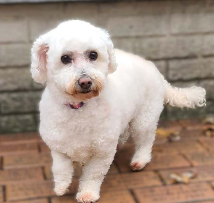 Photo of Minky-ADOPTION PENDING