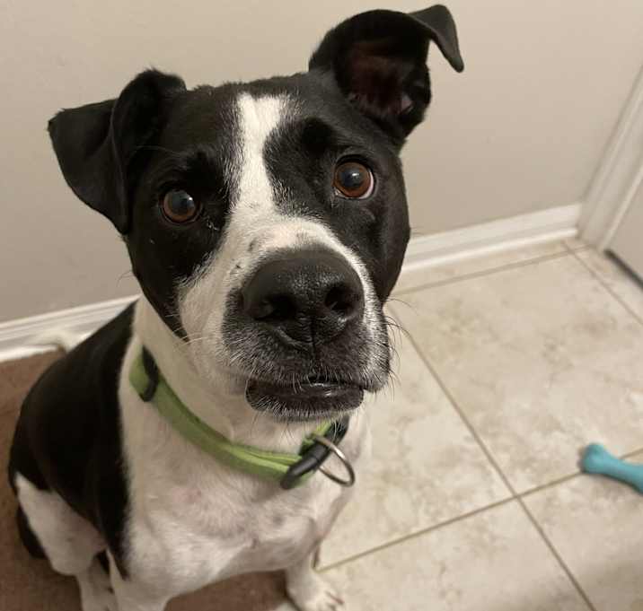 Photo of Bear