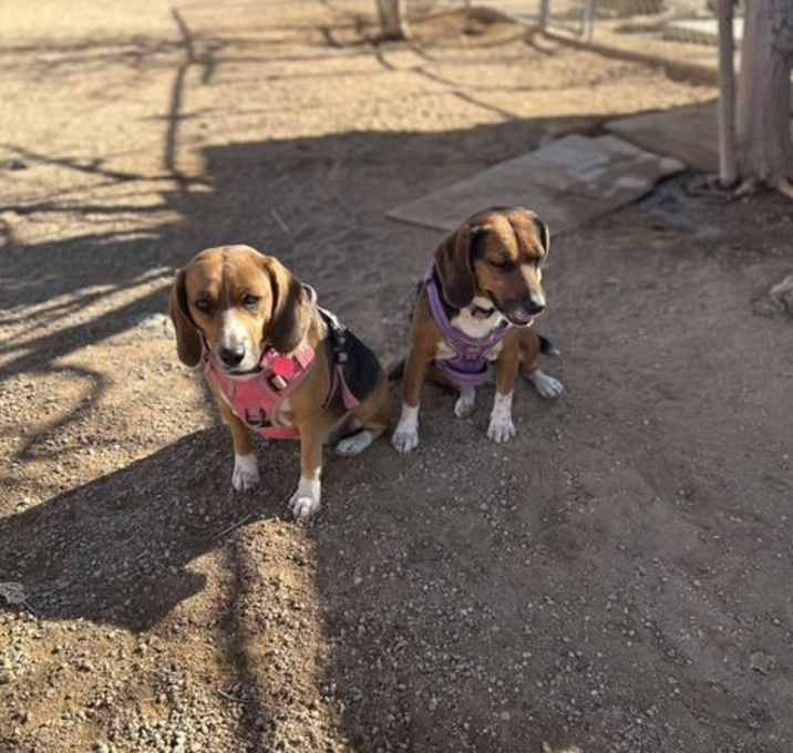 Photo of Maggie & Jolene-ADOPTED together