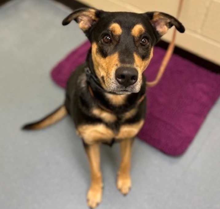 Photo of Roscoe