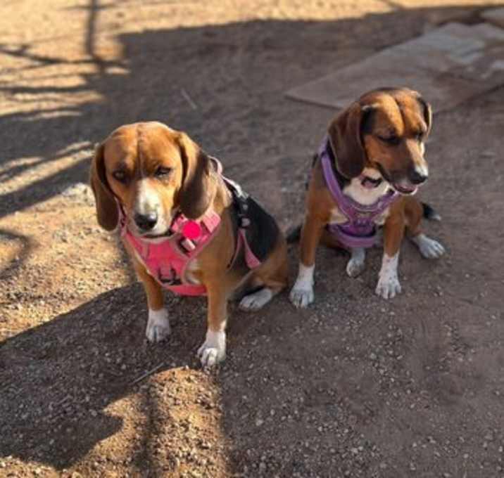 Photo of Jolene and Maggie-ADOPTED together
