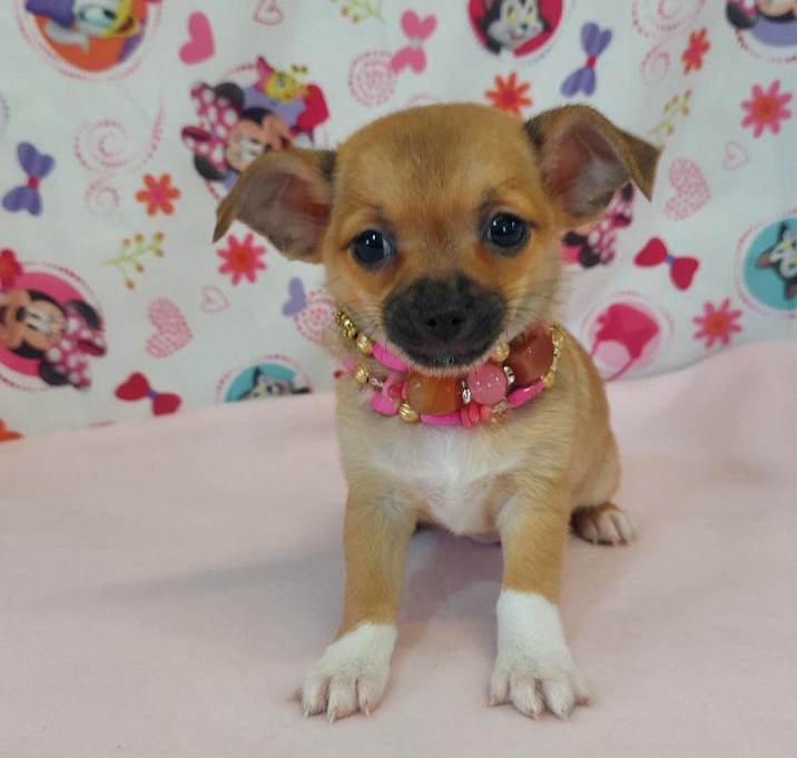 Photo of Estrella